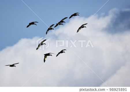 Spot-billed duck flying in a flock 98925891