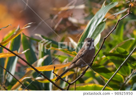Young bird 98925950