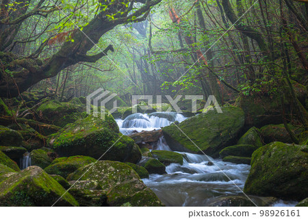 Winter in Shiratani Unsuikyo Gorge, Yakushima Island: A Gorge Where Gods Reside Winter in Shiratani Unsuikyo Gorge, Yakushima Island: A Gorge Where Gods Reside 98926161
