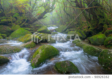 屋久島白谷雲水峽雲霧繚繞的山谷（冬季） 98926162