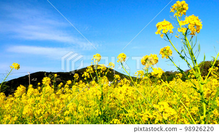 The blue sky and the field of rapeseed flowers in Irago The blue sky and the field of rapeseed flowers in Irago 98926220