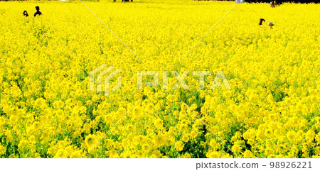 A beautiful yellow world Rapeseed field in Irago A beautiful yellow world Rapeseed field in Irago 98926221