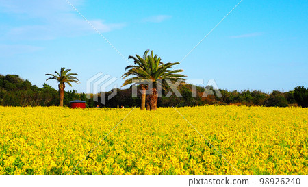A beautiful yellow world Rapeseed field in Irago A beautiful yellow world Rapeseed field in Irago 98926240