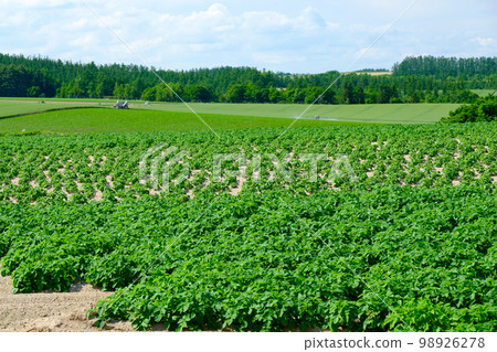 Rural scenery of Furano in June Rural scenery of Furano in June 98926278