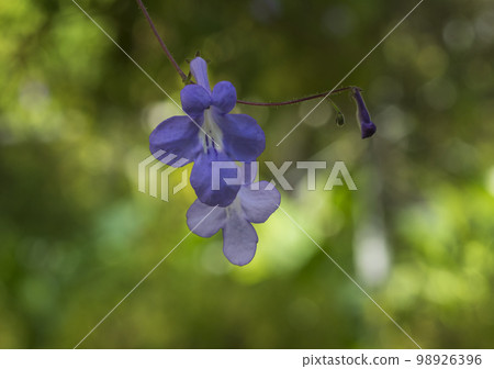 wildflowers, spring wildflowers, spring 98926396