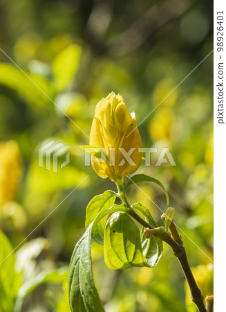 spring flowers, spring spring flowers, spring 98926401