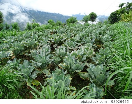 Daily scenery of Sindhupalchok in Nepal (field) 98926425