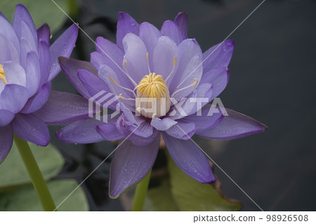 睡蓮 98926508