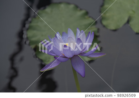 睡蓮 98926509