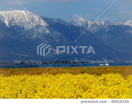 盛開的油菜花和雪山,滋賀縣守山市早開的油菜花,第一渚公園的油菜花 盛開的油菜花和雪山,滋賀縣守山市早開的油菜花,第一渚公園的油菜花 98926588