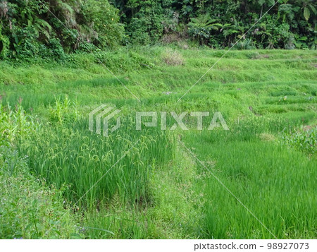 Rice terraces in Kiangan town, Ifugao, Philippines 98927073