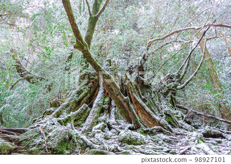 Frigid Forest Yakushima Shiratani Unsuikyo (Winter) 98927101