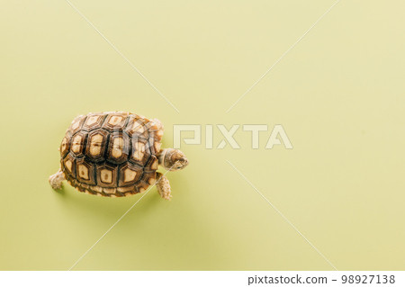 African spurred Sulcata tortoise walking isolated on yellow background, desert tortoise African spurred Sulcata tortoise walking isolated on yellow background, desert tortoise 98927138