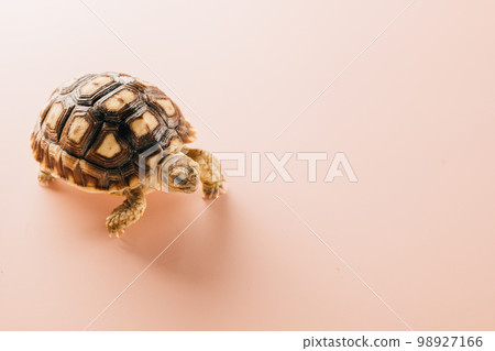 African spurred Sulcata tortoise walking isolated on pink background, desert tortoise African spurred Sulcata tortoise walking isolated on pink background, desert tortoise 98927166