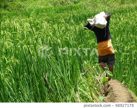 Rice terraces in Kiangan town, Ifugao, Philippines Rice terraces in Kiangan town, Ifugao, Philippines 98927178