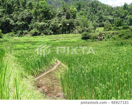 Rice terraces in Kiangan town, Ifugao, Philippines 98927181