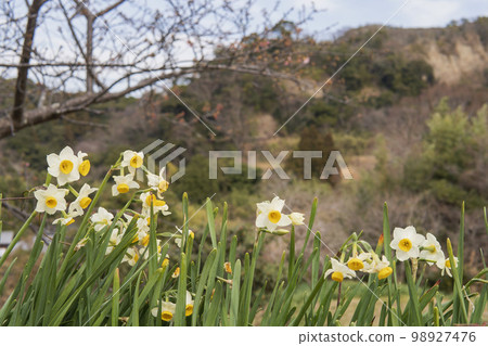 Fusazaki daffodils blooming on Egetsu Narcissus Road / Kyonan Town, Chiba Prefecture 98927476