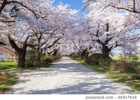 Kitakami City Park Tenshochi Cherry Blossoms 98927638