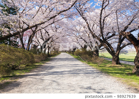 Kitakami City Park Tenshochi Cherry Blossoms 98927639