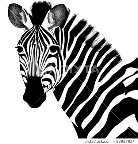 zebra  98927924