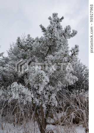 Frozen trees covered with hoarfrost (Kanari, Kurihara City, Miyagi Prefecture) Frozen trees covered with hoarfrost (Kanari, Kurihara City, Miyagi Prefecture) 98927968