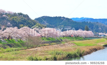 [Shimane Prefecture] Cherry trees in full bloom along the Hii River embankment 98928288