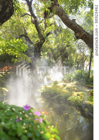 The Beautiful spring moss and fern in the garden under big trees, Chiang Mai, Thailand 98928462