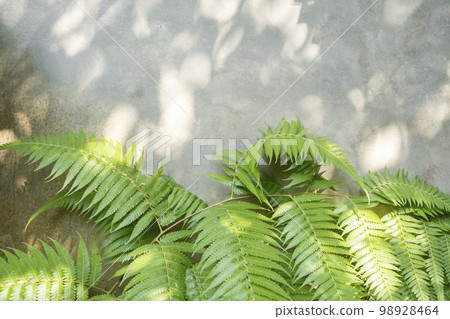 Natural shadow overlay and fern on grunge wall concrete. Textures Light reflection from the window. 98928464