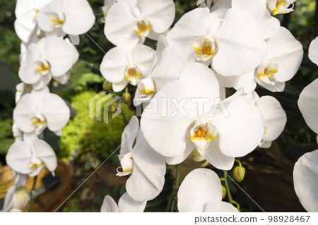 The White orchids, Dendrobium, in full bloom, in soft color and soft blurred style in the garden. 98928467