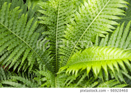 The High angle view of fresh green fern leaves in springtime. The High angle view of fresh green fern leaves in springtime. 98928468