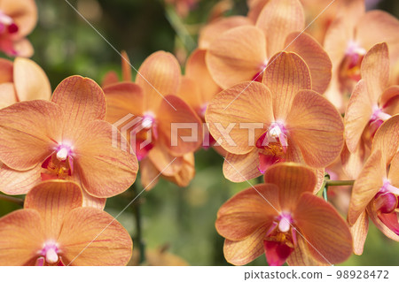 The Orange Phalaenopsis orchid flower blossom in garden The Orange Phalaenopsis orchid flower blossom in garden 98928472