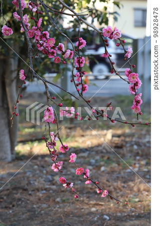 Pink Japanese apricot flowers blooming in a Japanese winter garden Pink Japanese apricot flowers blooming in a Japanese winter garden 98928478