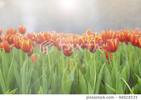 The Orange colored tulip in the garden. 98928535