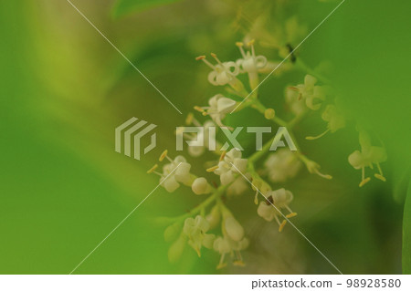 Forest scenery in early summer White flowers of mouse mochi blooming in the fresh greenery Forest scenery in early summer White flowers of mouse mochi blooming in the fresh greenery 98928580