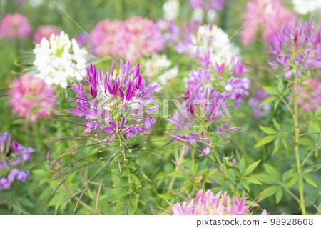 Cleome Hassleriana commonly known as Spider flower, Spider plant, Pink Queen, Grandfather's Whiskers 98928608
