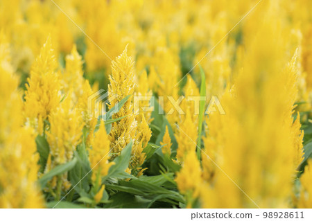 The beautiful yellow cockscomb in flower garden on nature light background 98928611