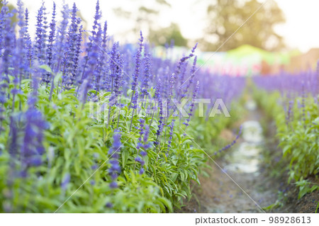 The closeup of blue sage flowers in bloom growing in herbal garden 98928613