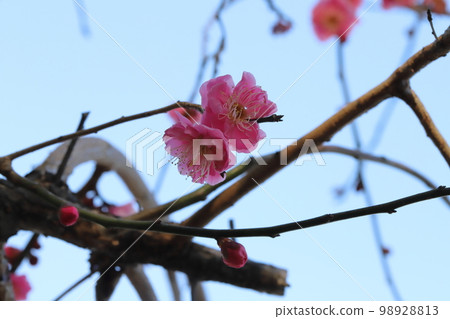 Pink Japanese apricot flowers blooming in a Japanese winter garden Pink Japanese apricot flowers blooming in a Japanese winter garden 98928813