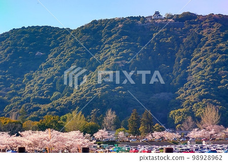 [Yamaguchi Prefecture] Iwakuni Castle and cherry blossoms in full bloom 98928962