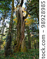 beautiful big old tree in autumn colors near Yudaki falls in Nikko Japan 98928985