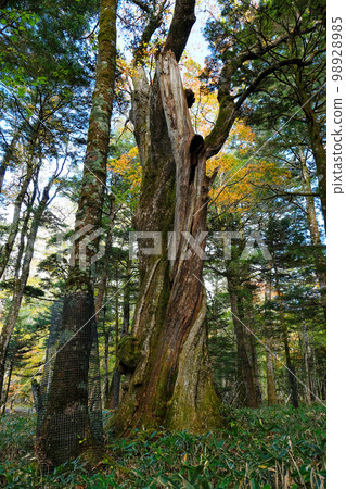 beautiful big old tree in autumn colors near Yudaki falls in Nikko Japan 98928985