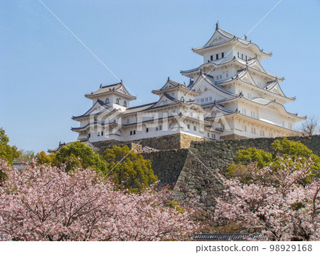 [Hyogo] Cherry blossoms and Himeji Castle. Commonly known as White Heron Castle, it is a splendid, beautiful white castle. It's cool, beautiful and lovely. 98929168
