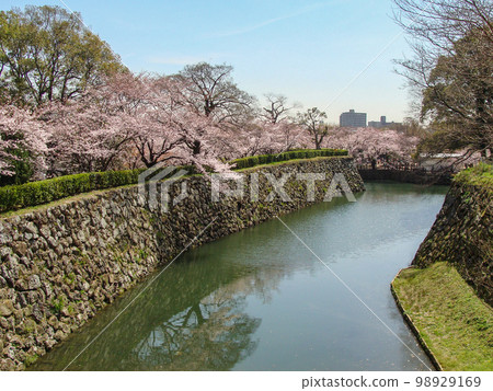 [Hyogo] Cherry blossoms and Himeji Castle. Commonly known as White Heron Castle, it is a splendid, beautiful white castle. It's cool, beautiful and lovely. 98929169
