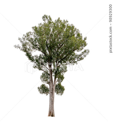 Isolated single tree greenery botanical 98929300