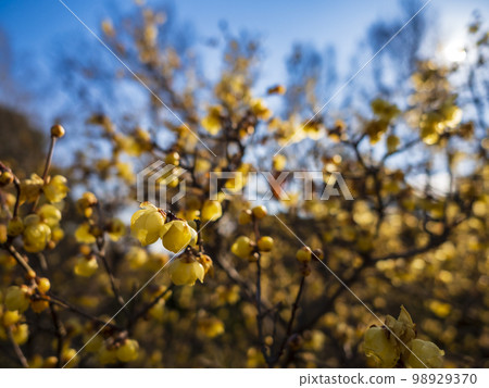 Walnut in the morning smells good 98929370