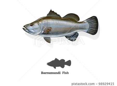 Barramundi fish watercolor sketch line art. vector illustration. Barramundi fish watercolor sketch line art. vector illustration. 98929415