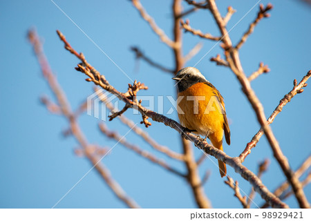 冬天的天空和 Daurian Redstart 雄性 [候鳥] 冬鳥 98929421