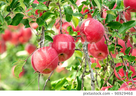 [Apples in Hirosaki City, Aomori Prefecture] Apple gardens are being harvested in the fall of Tsugaru 98929468