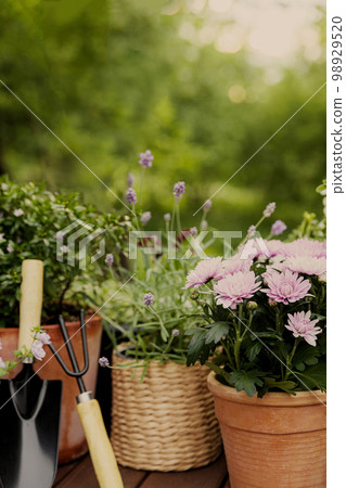 Different potted blooming flowers and herbs, gardening equipment on green garden trees background. Hobby concept with flowerpots and plants on sunny garden. Floral design and decorating of house 98929520