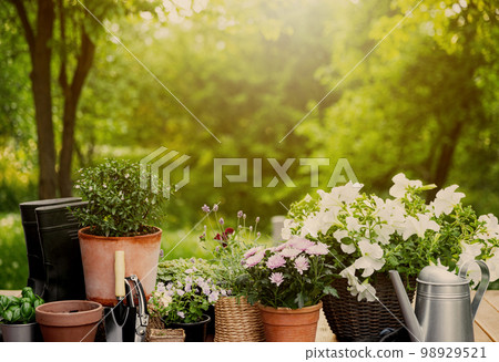 Different potted flowers, herbs, gardening equipment on green garden trees background. Hobby concept with plants, flowerpots on wooden deck terrace on sunny garden. Floral design for house decoration 98929521